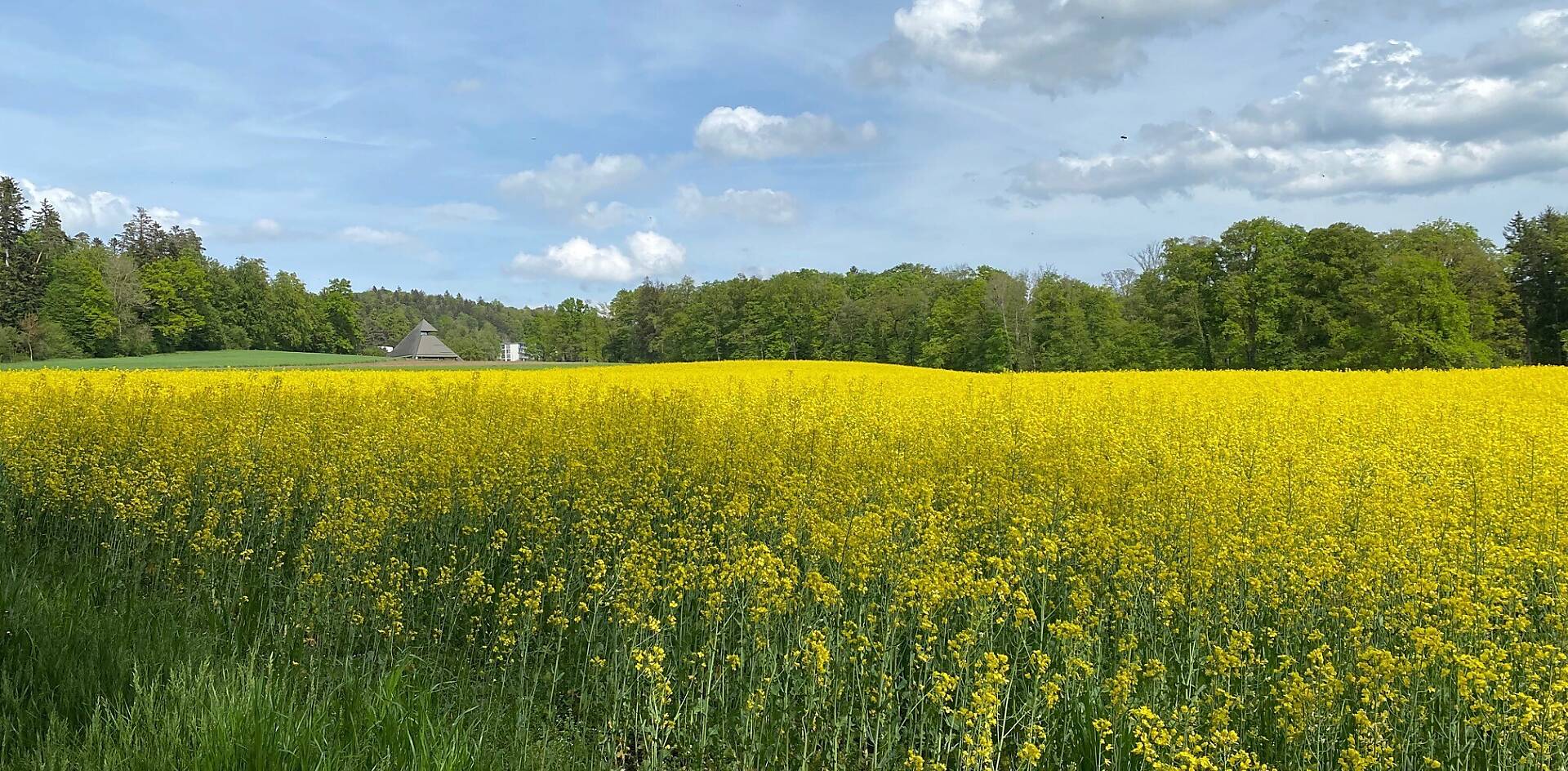 Frühling_Rapsfeld